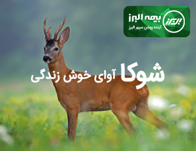 مزایای بیمه عمر شوکا چیست